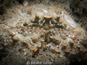 Boxcrab by Beate Seiler 